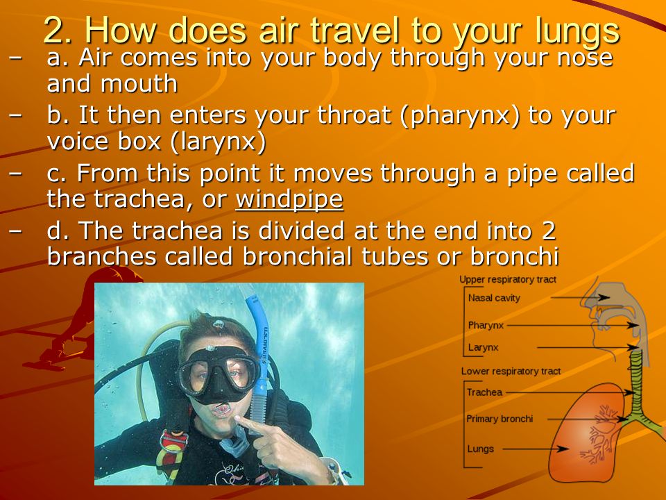 2. How does air travel to your lungs –a. Air comes into your body through your nose and mouth –b.