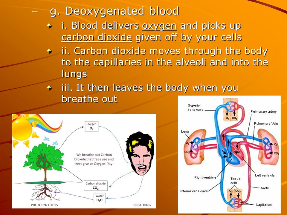 –g. Deoxygenated blood i.