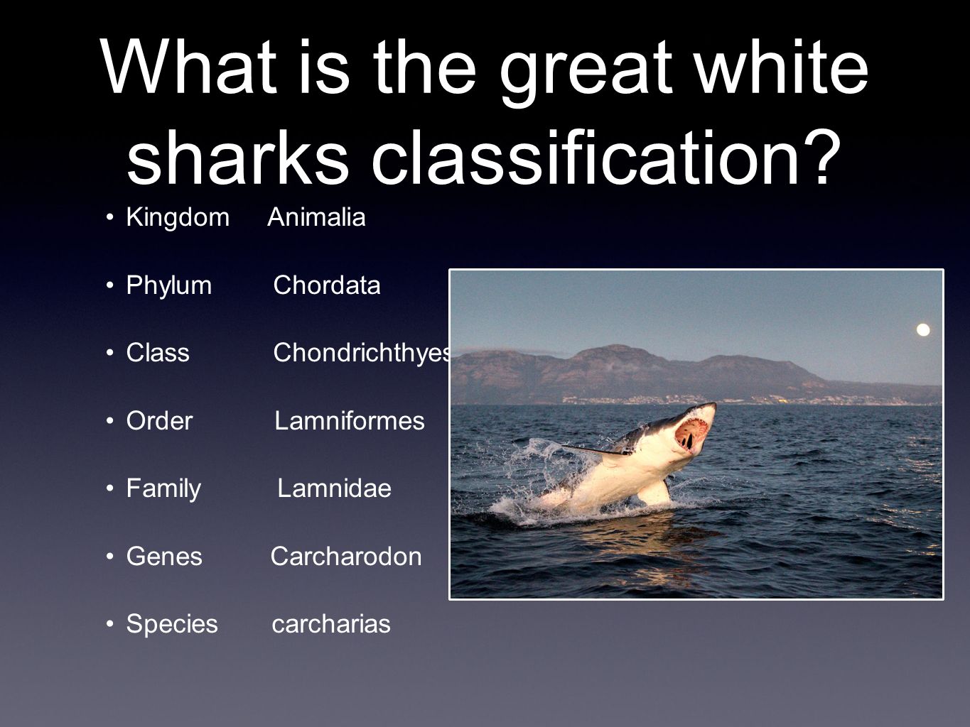 Great White Shark Classification Chart