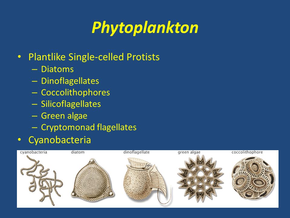 plankton and diatoms Fish, whales, dolphins, crabs, seabirds, and just about everything else that makes a living in or off of the oceans owe their existence to phytoplankton, one-celled plants that live at the ocean surface scientists seek to learn more about these one-celled wonders, which even influence global climate. plankton and diatoms Fish, whales, dolphins, crabs, seabirds, and just about everything else that makes a living in or off of the oceans owe their existence to phytoplankton, one-celled plants that live at the ocean surface scientists seek to learn more about these one-celled wonders, which even influence global climate.