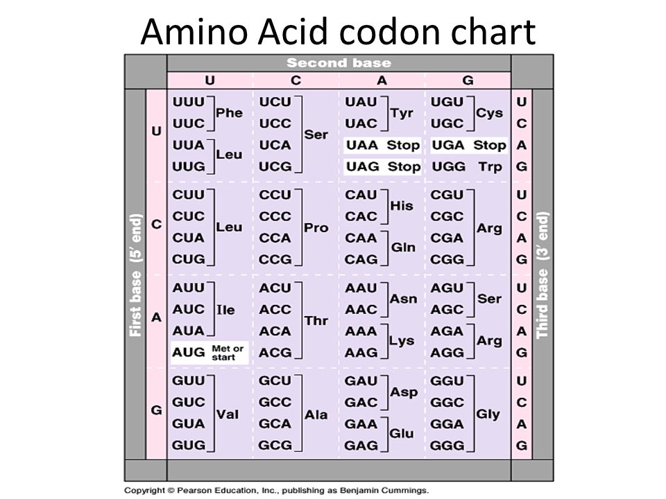 ap biology protein synthesis part 1 important concepts from amino acid chart codon