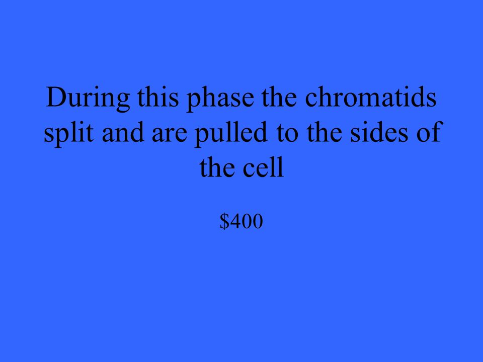 During this phase the chromatids split and are pulled to the sides of the cell $400