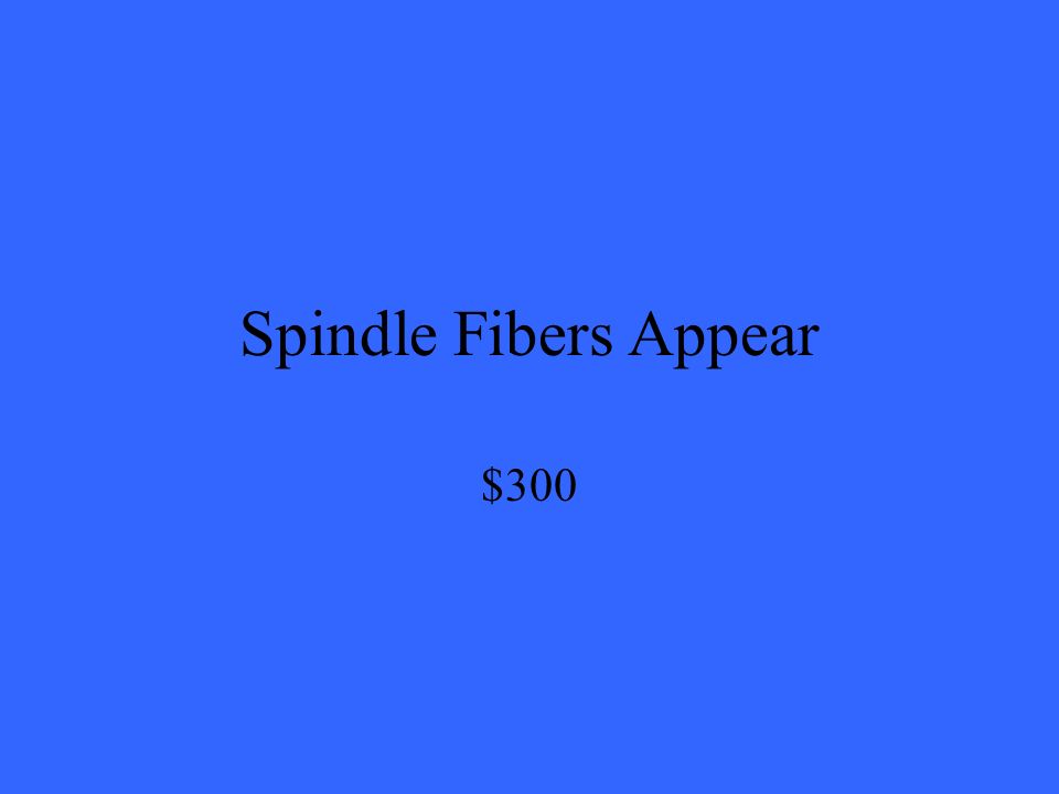 Spindle Fibers Appear $300