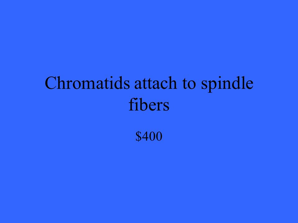 Chromatids attach to spindle fibers $400