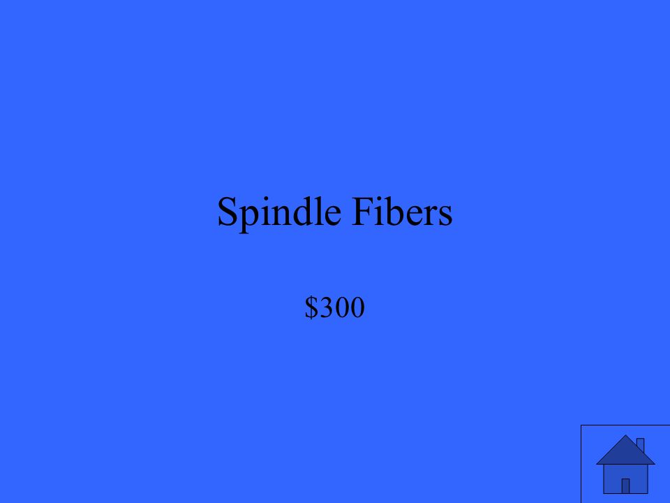 Spindle Fibers $300