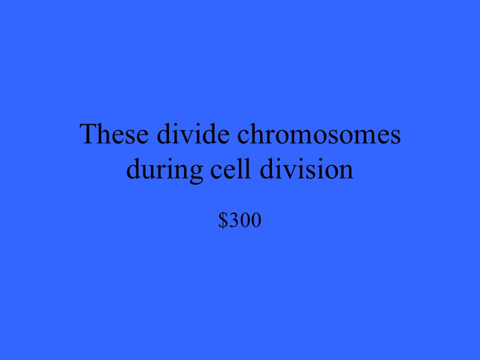 These divide chromosomes during cell division $300