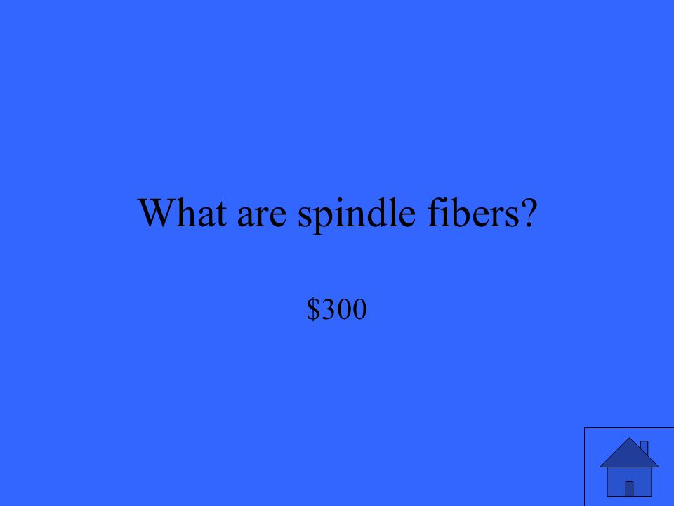 What are spindle fibers $300