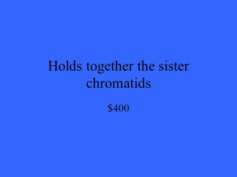 Holds together the sister chromatids $400
