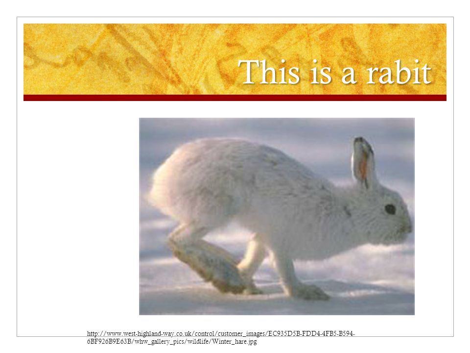 This is a rabit   6BF926B9E63B/whw_gallery_pics/wildlife/Winter_hare.jpg