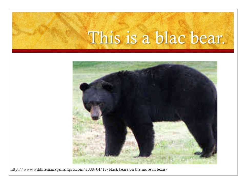 This is a blac bear.