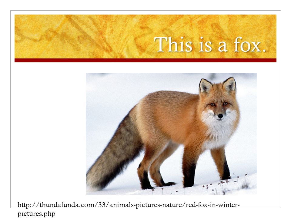 This is a fox.   pictures.php
