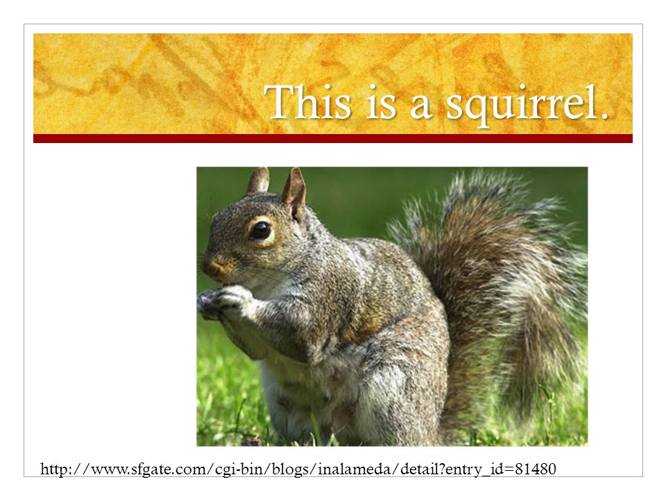 This is a squirrel.   entry_id=81480