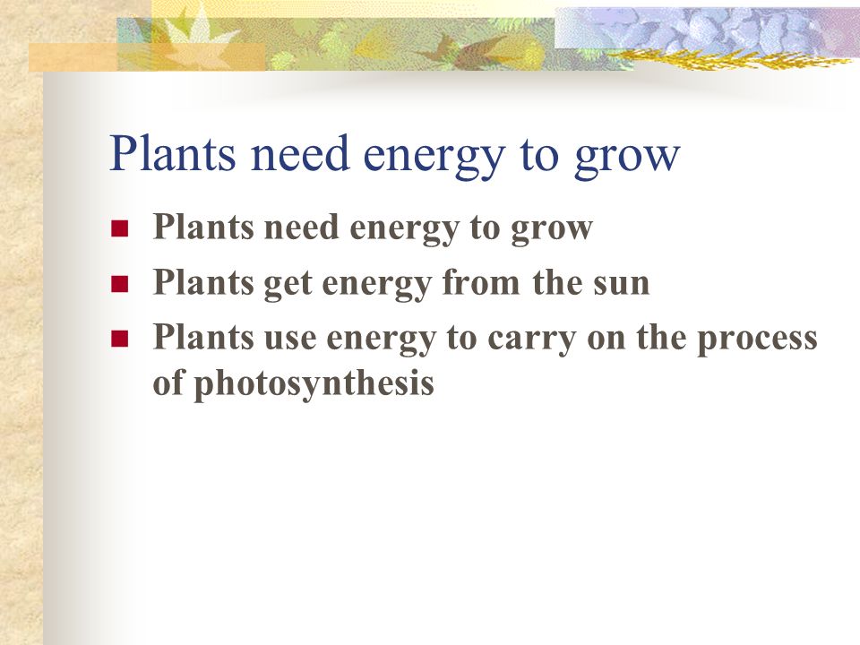 Plants need energy to grow Plants get energy from the sun Plants use energy to carry on the process of photosynthesis