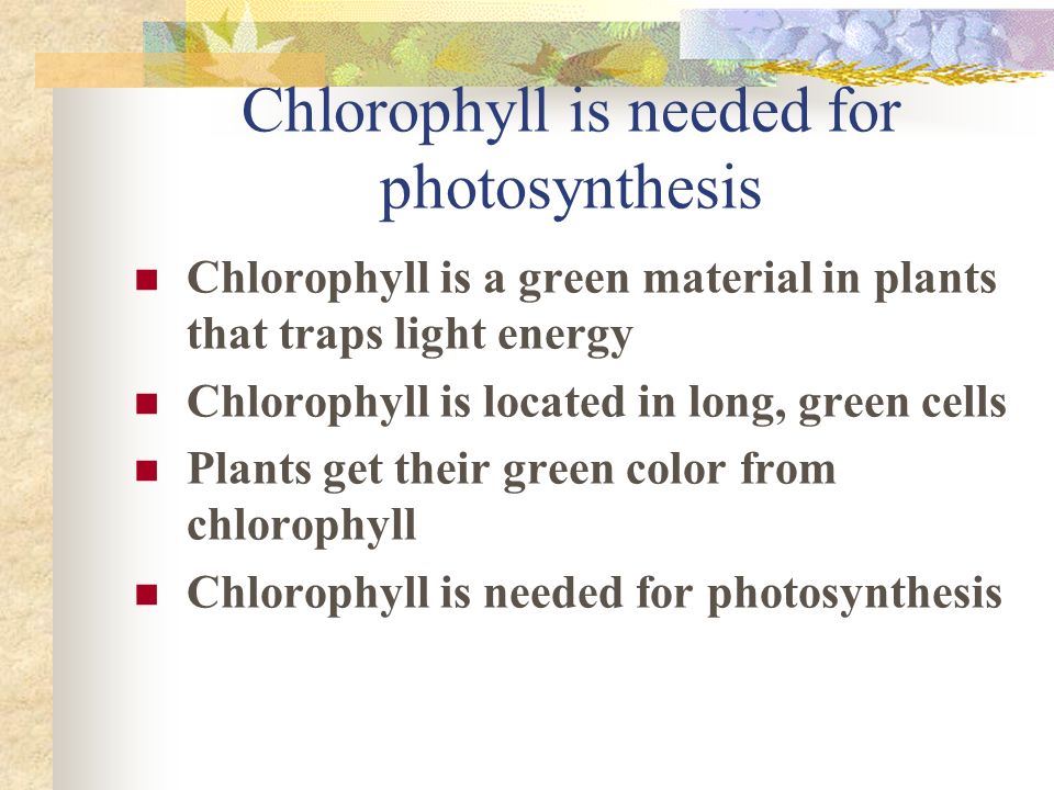 Chlorophyll is needed for photosynthesis Chlorophyll is a green material in plants that traps light energy Chlorophyll is located in long, green cells Plants get their green color from chlorophyll Chlorophyll is needed for photosynthesis