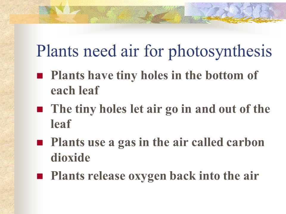 Plants need air for photosynthesis Plants have tiny holes in the bottom of each leaf The tiny holes let air go in and out of the leaf Plants use a gas in the air called carbon dioxide Plants release oxygen back into the air