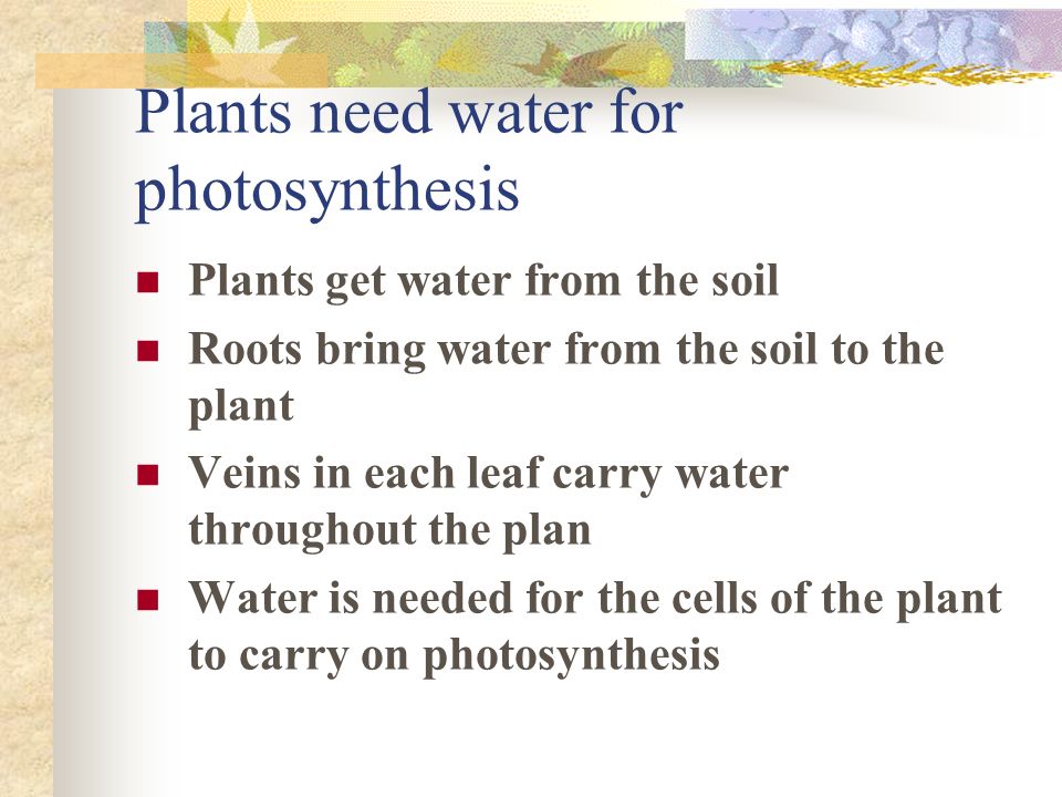 Plants need water for photosynthesis Plants get water from the soil Roots bring water from the soil to the plant Veins in each leaf carry water throughout the plan Water is needed for the cells of the plant to carry on photosynthesis