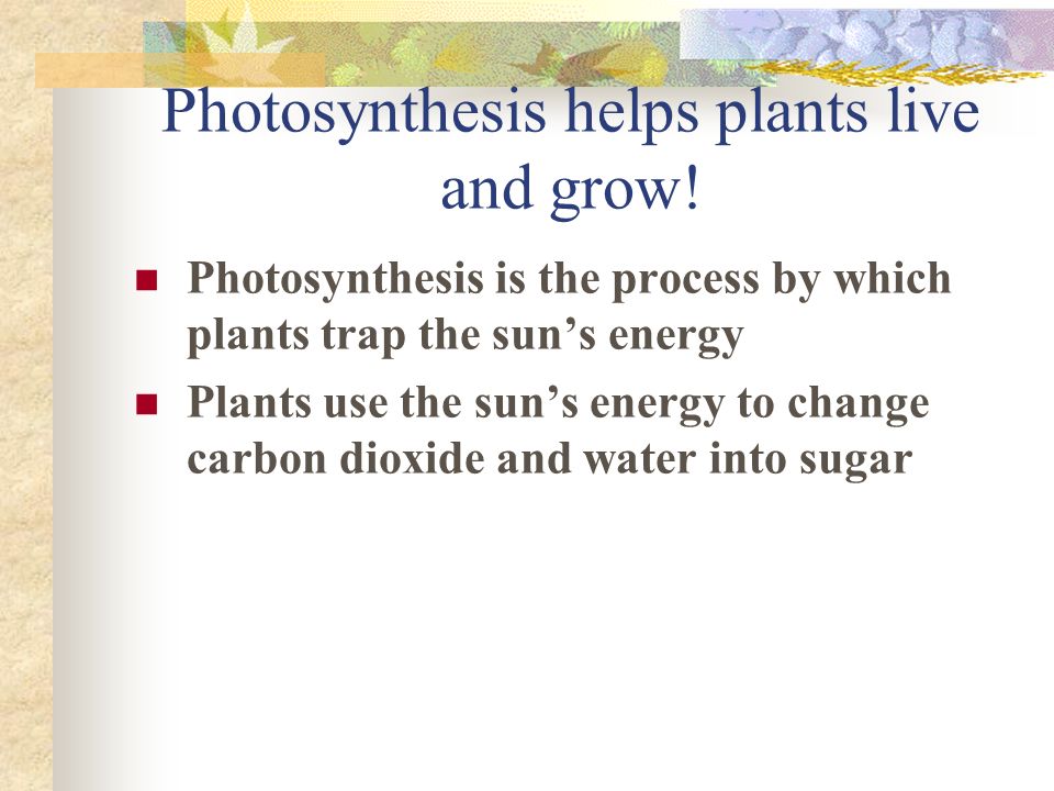 Photosynthesis helps plants live and grow.