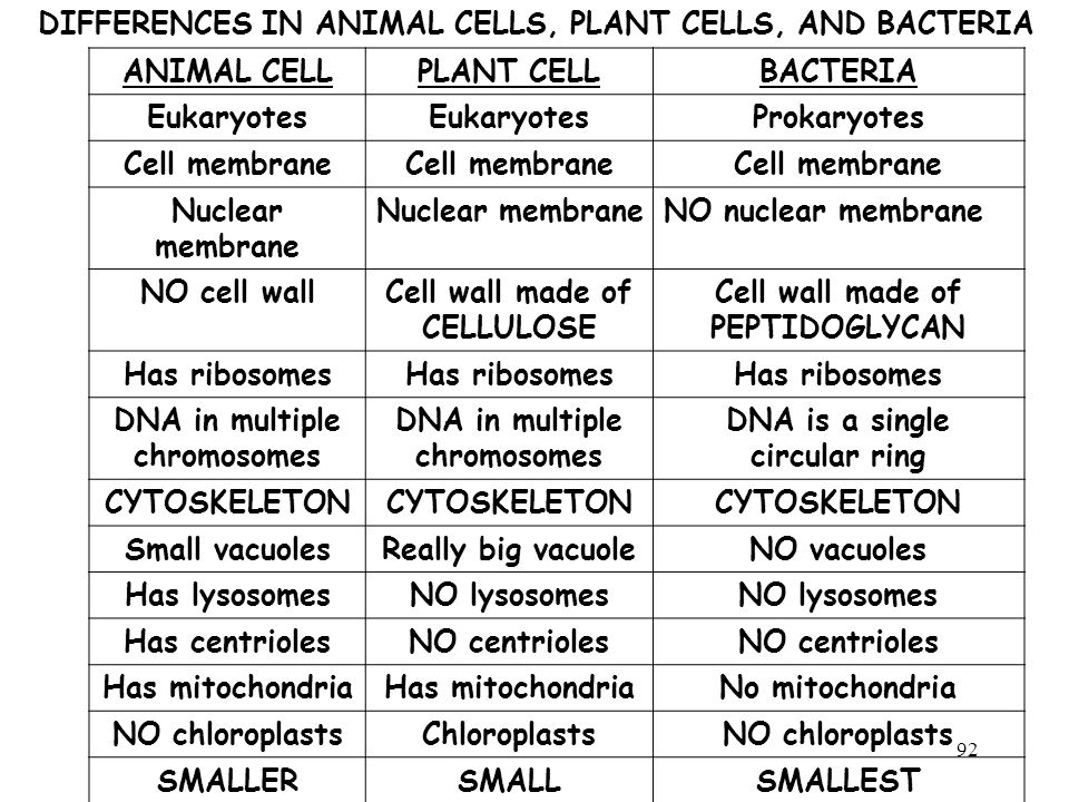 Essays On Different Topics In English Plant And Animal Cells Essay How To Write An Essay Thesis also Abortion Essay Thesis Plant And Animal Cells Essay Battlegoalgq Environmental Science Essay