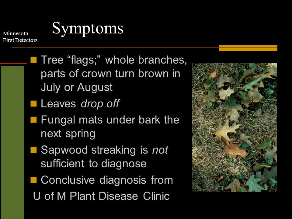 Minnesota First Detectors Symptoms Tree flags; whole branches, parts of crown turn brown in July or August Leaves drop off Fungal mats under bark the next spring Sapwood streaking is not sufficient to diagnose Conclusive diagnosis from U of M Plant Disease Clinic