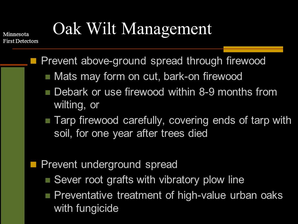 Minnesota First Detectors Oak Wilt Management Prevent above-ground spread through firewood Mats may form on cut, bark-on firewood Debark or use firewood within 8-9 months from wilting, or Tarp firewood carefully, covering ends of tarp with soil, for one year after trees died Prevent underground spread Sever root grafts with vibratory plow line Preventative treatment of high-value urban oaks with fungicide