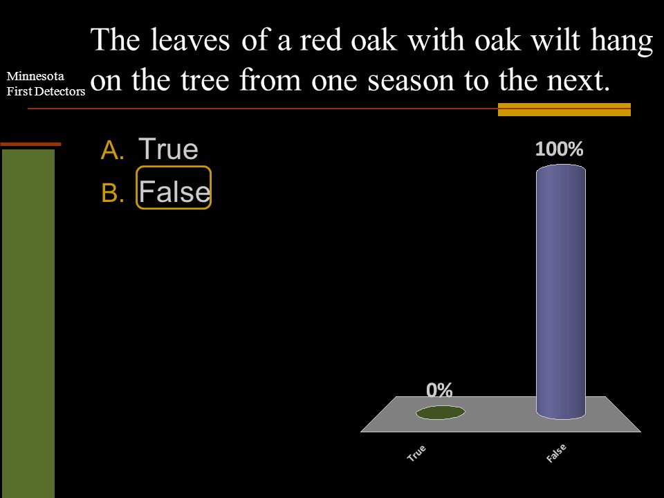 Minnesota First Detectors The leaves of a red oak with oak wilt hang on the tree from one season to the next.