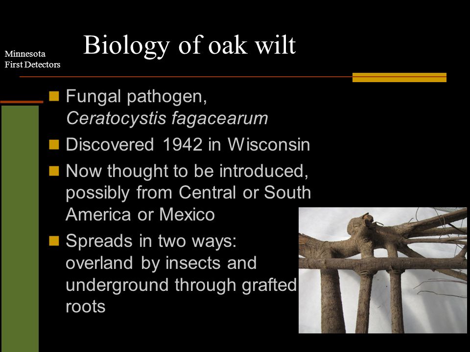 Minnesota First Detectors Biology of oak wilt Fungal pathogen, Ceratocystis fagacearum Discovered 1942 in Wisconsin Now thought to be introduced, possibly from Central or South America or Mexico Spreads in two ways: overland by insects and underground through grafted roots