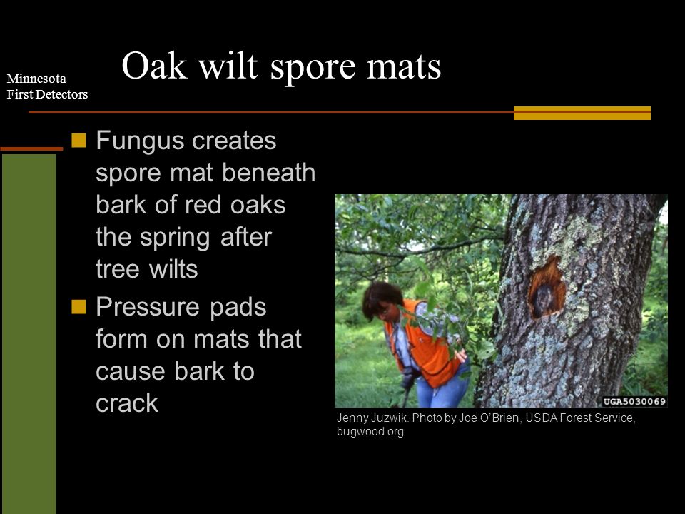 Minnesota First Detectors Oak wilt spore mats Fungus creates spore mat beneath bark of red oaks the spring after tree wilts Pressure pads form on mats that cause bark to crack Jenny Juzwik.