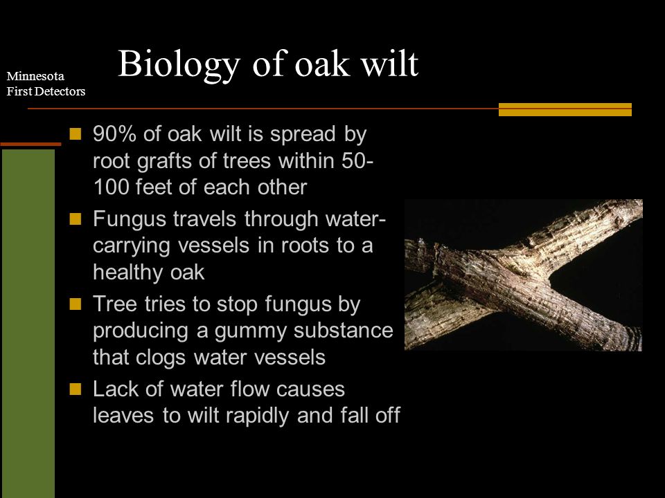 Minnesota First Detectors Biology of oak wilt 90% of oak wilt is spread by root grafts of trees within feet of each other Fungus travels through water- carrying vessels in roots to a healthy oak Tree tries to stop fungus by producing a gummy substance that clogs water vessels Lack of water flow causes leaves to wilt rapidly and fall off