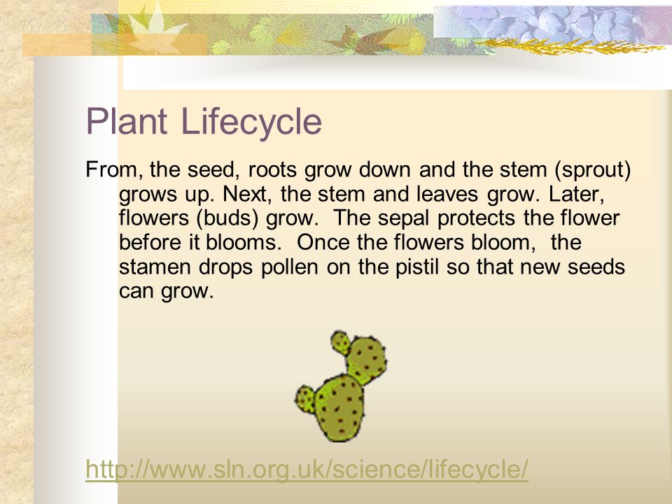 Plant Lifecycle From, the seed, roots grow down and the stem (sprout) grows up.