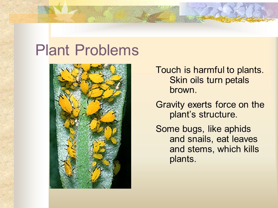 Plant Problems Touch is harmful to plants. Skin oils turn petals brown.