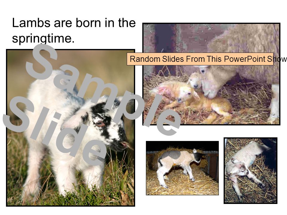 Lambs are born in the springtime. Random Slides From This PowerPoint Show Sample Slide