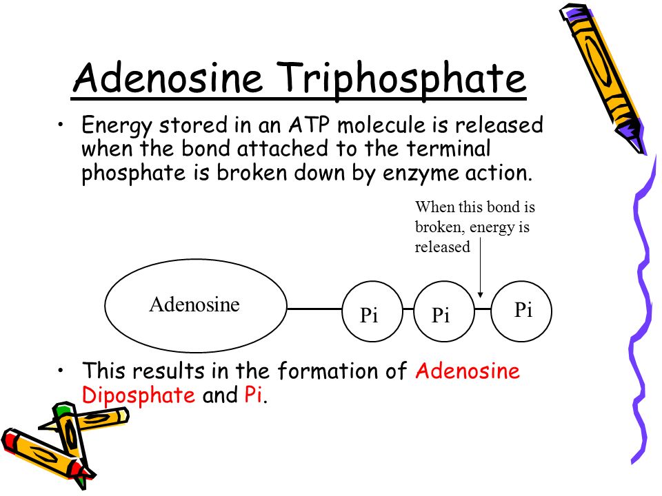 discuss the role of atp in B for 3 of the following situations, discuss the role of atp in completing these examples of cellular work ap biology exam essay (free response). discuss the role of atp in B for 3 of the following situations, discuss the role of atp in completing these examples of cellular work ap biology exam essay (free response).