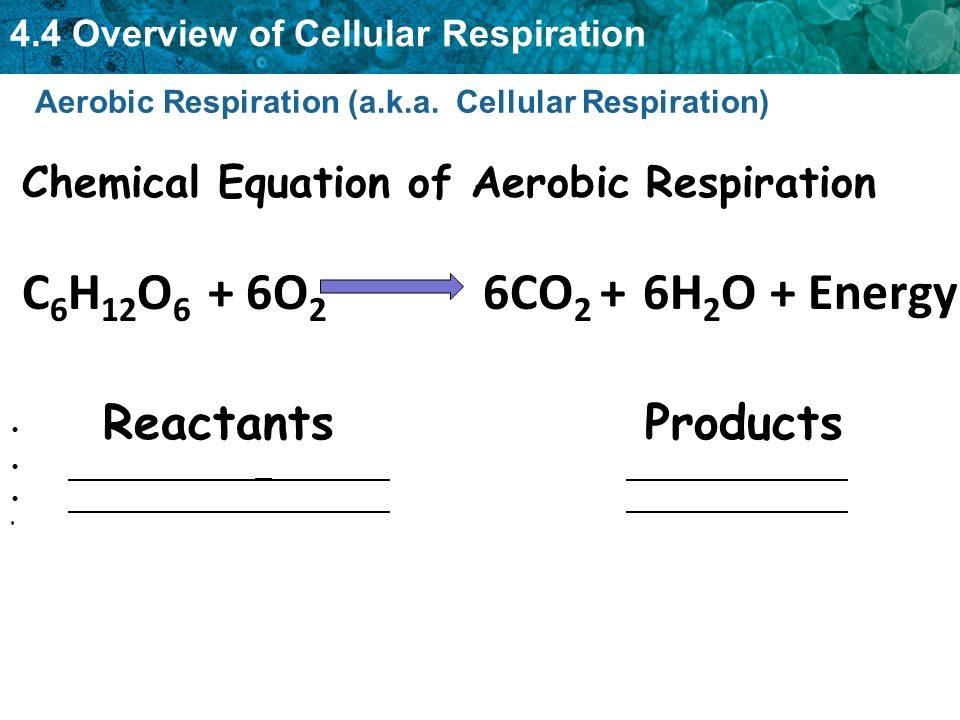 What Is The Chemical Equation For Cellular Respiration That Forms Key Concept Respiration Is The Metabolic Process Which Uses Energy 5 Chemical Equation Of Cellular