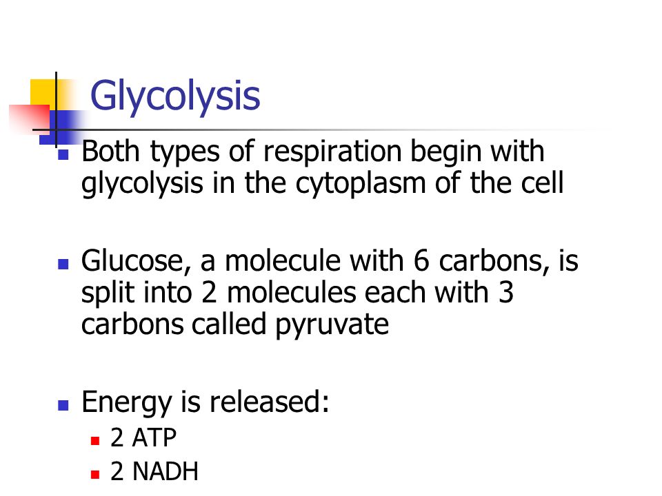 Glycolysis Both types of respiration begin with glycolysis in the cytoplasm of the cell Glucose, a molecule with 6 carbons, is split into 2 molecules each with 3 carbons called pyruvate Energy is released: 2 ATP 2 NADH