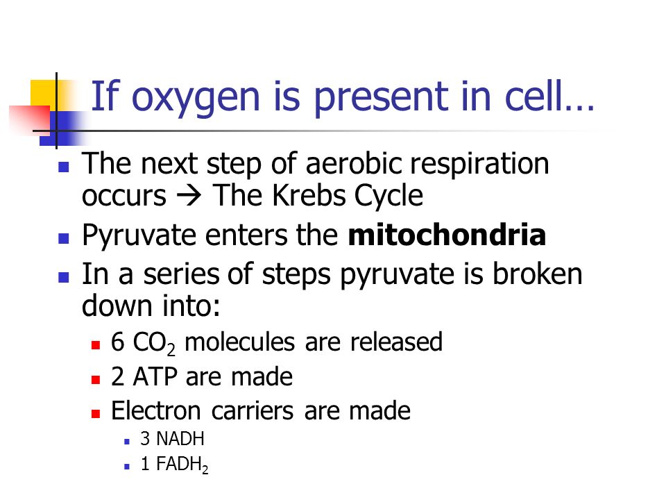 If oxygen is present in cell… The next step of aerobic respiration occurs  The Krebs Cycle Pyruvate enters the mitochondria In a series of steps pyruvate is broken down into: 6 CO 2 molecules are released 2 ATP are made Electron carriers are made 3 NADH 1 FADH 2