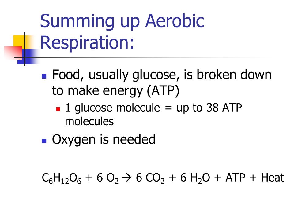 Summing up Aerobic Respiration: Food, usually glucose, is broken down to make energy (ATP) 1 glucose molecule = up to 38 ATP molecules Oxygen is needed C 6 H 12 O O 2  6 CO H 2 O + ATP + Heat