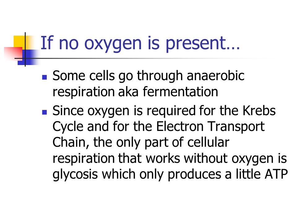 If no oxygen is present… Some cells go through anaerobic respiration aka fermentation Since oxygen is required for the Krebs Cycle and for the Electron Transport Chain, the only part of cellular respiration that works without oxygen is glycosis which only produces a little ATP