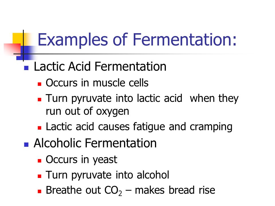Lactic Acid Fermentation Occurs in muscle cells Turn pyruvate into lactic acid when they run out of oxygen Lactic acid causes fatigue and cramping Alcoholic Fermentation Occurs in yeast Turn pyruvate into alcohol Breathe out CO 2 – makes bread rise Examples of Fermentation: