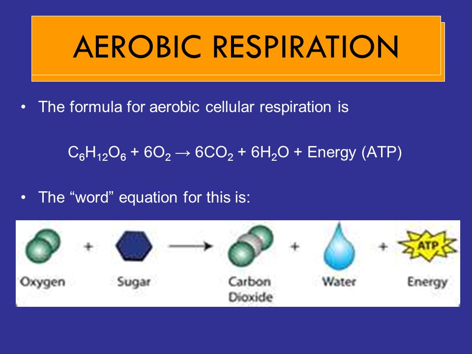 State A Word Equation For Anaerobic Cell Respiration In Humans Equation For Aerobic Cellular Respiration In Words Talkchannels