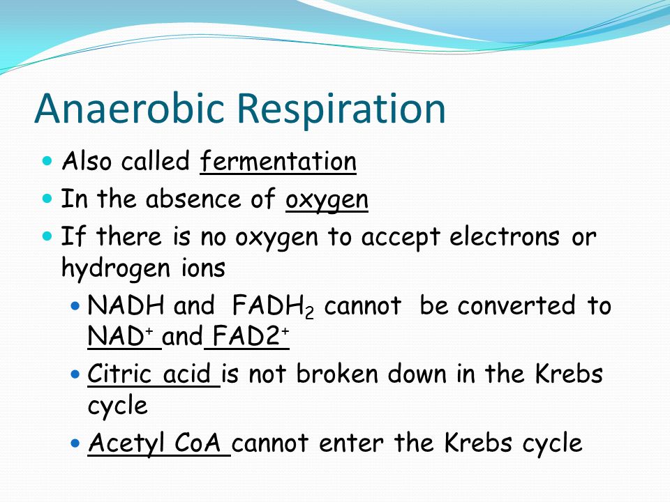 Anaerobic Respiration Also called fermentation In the absence of oxygen If there is no oxygen to accept electrons or hydrogen ions NADH and FADH 2 cannot be converted to NAD + and FAD2 + Citric acid is not broken down in the Krebs cycle Acetyl CoA cannot enter the Krebs cycle