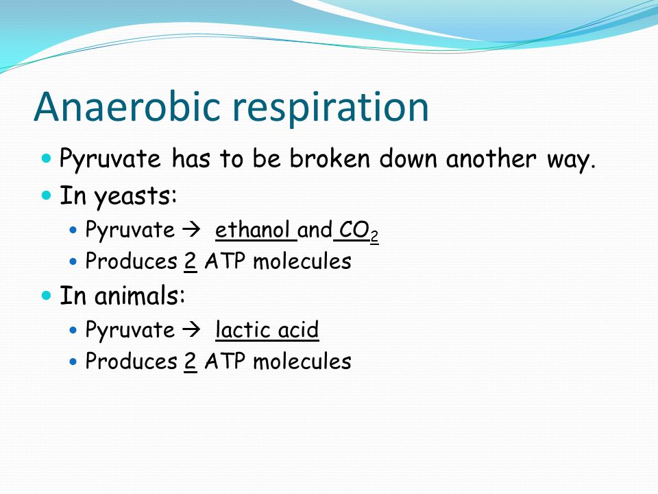 Anaerobic respiration Pyruvate has to be broken down another way.