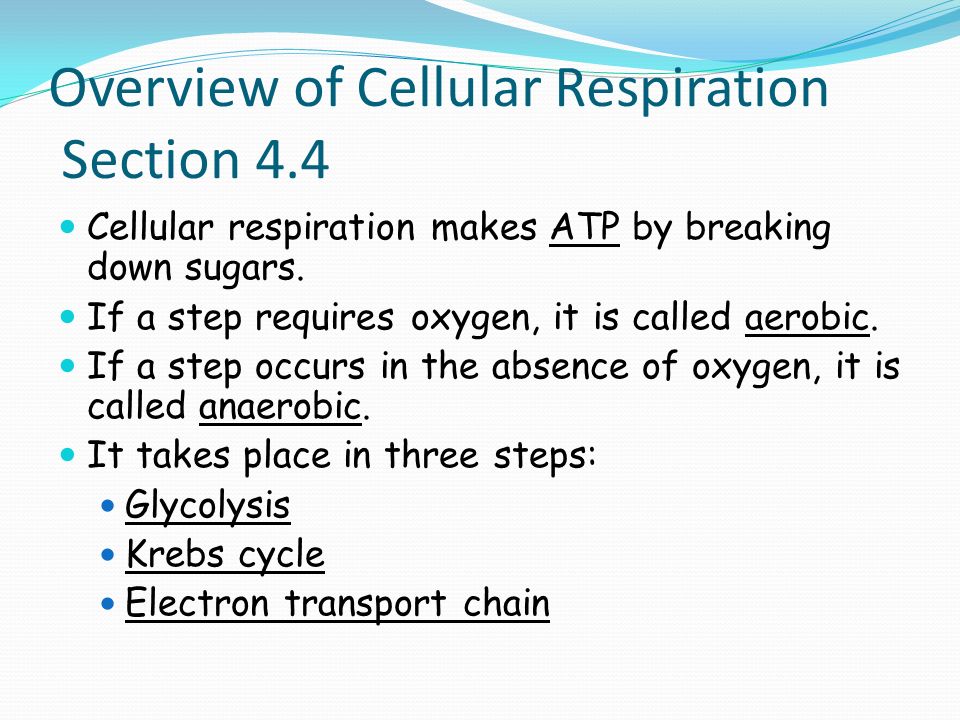 Overview of Cellular Respiration Section 4.4 Cellular respiration makes ATP by breaking down sugars.