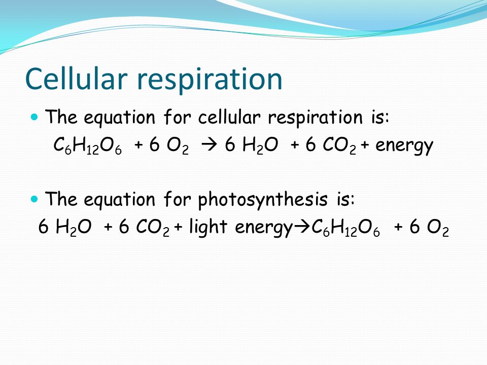 Cellular respiration The equation for cellular respiration is: C 6 H 12 O O 2  6 H 2 O + 6 CO 2 + energy The equation for photosynthesis is: 6 H 2 O + 6 CO 2 + light energy  C 6 H 12 O O 2