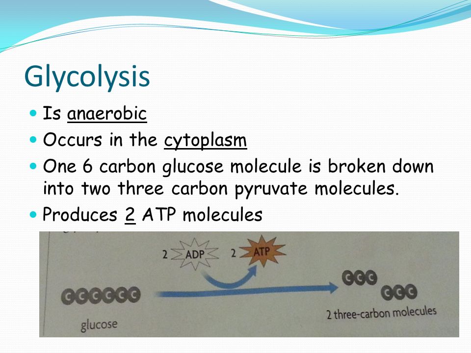 Glycolysis Is anaerobic Occurs in the cytoplasm One 6 carbon glucose molecule is broken down into two three carbon pyruvate molecules.