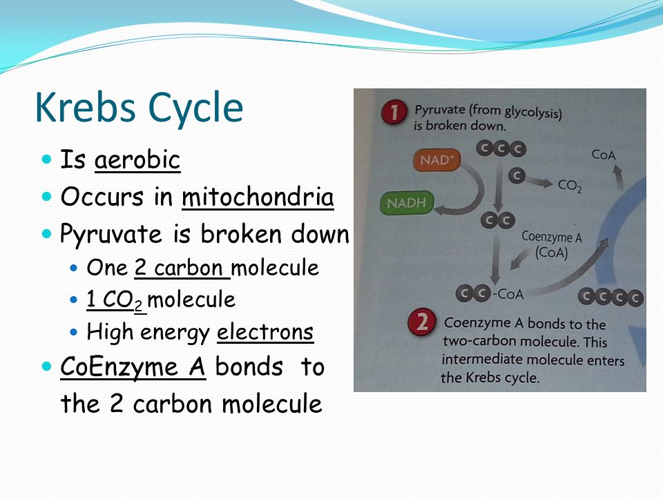 Krebs Cycle Is aerobic Occurs in mitochondria Pyruvate is broken down One 2 carbon molecule 1 CO 2 molecule High energy electrons CoEnzyme A bonds to the 2 carbon molecule