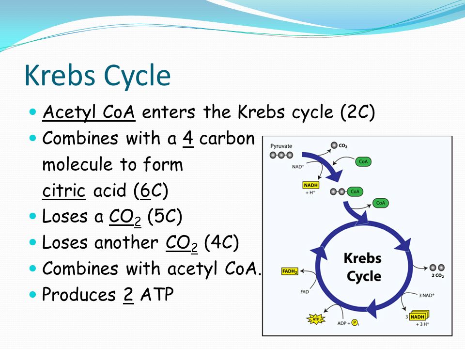 Krebs Cycle Acetyl CoA enters the Krebs cycle (2C) Combines with a 4 carbon molecule to form citric acid (6C) Loses a CO 2 (5C) Loses another CO 2 (4C) Combines with acetyl CoA.