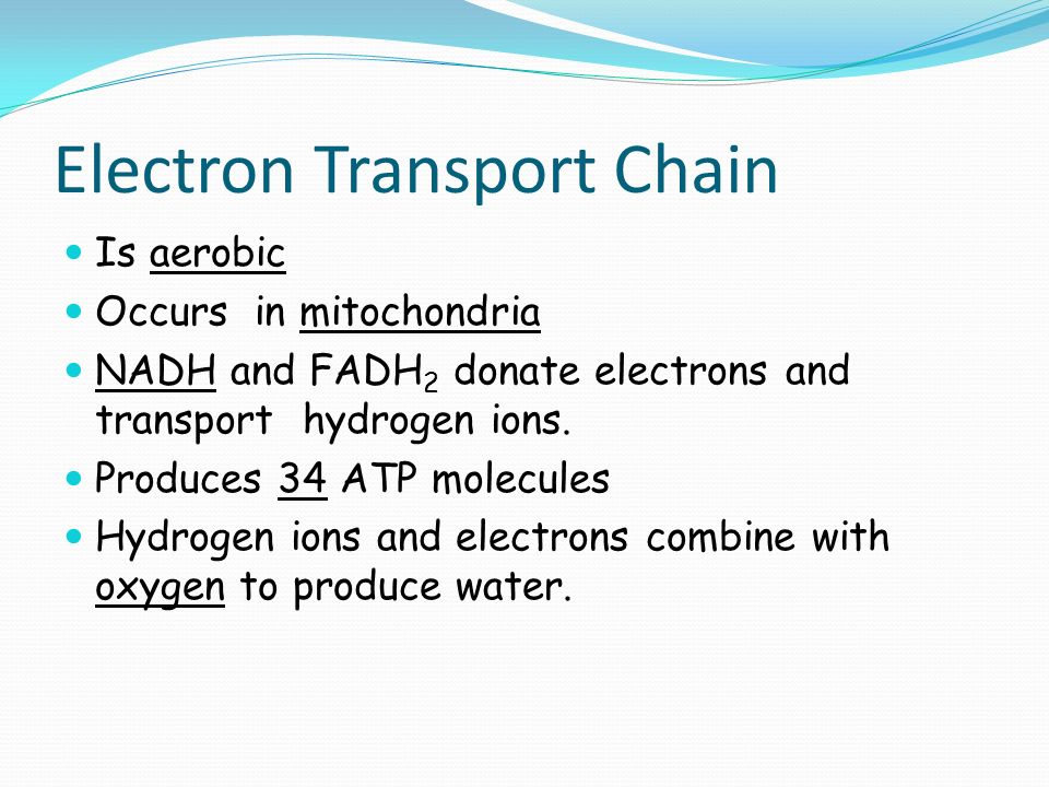 Electron Transport Chain Is aerobic Occurs in mitochondria NADH and FADH 2 donate electrons and transport hydrogen ions.