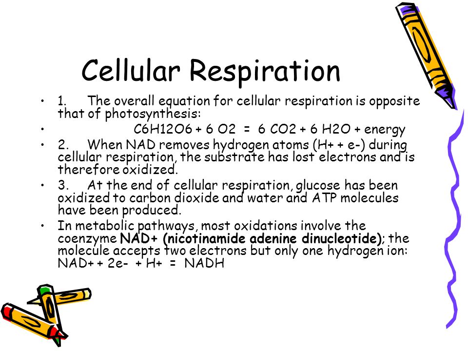 The Working Cell Ch 5 A Forms Of Energy 1 Is Capacity To 27 Cellular Respiration 1 The Overall Equation