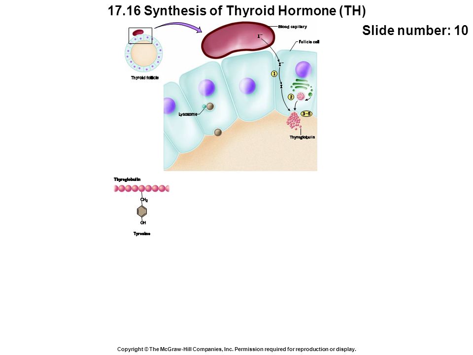 17.16 Synthesis of Thyroid Hormone (TH) Copyright © The McGraw-Hill Companies, Inc.