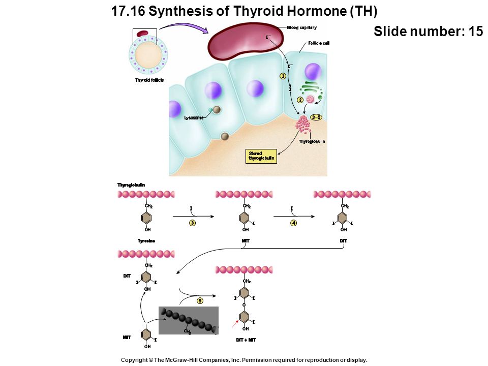 17.16 Synthesis of Thyroid Hormone (TH) Copyright © The McGraw-Hill Companies, Inc.